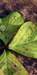 Natur